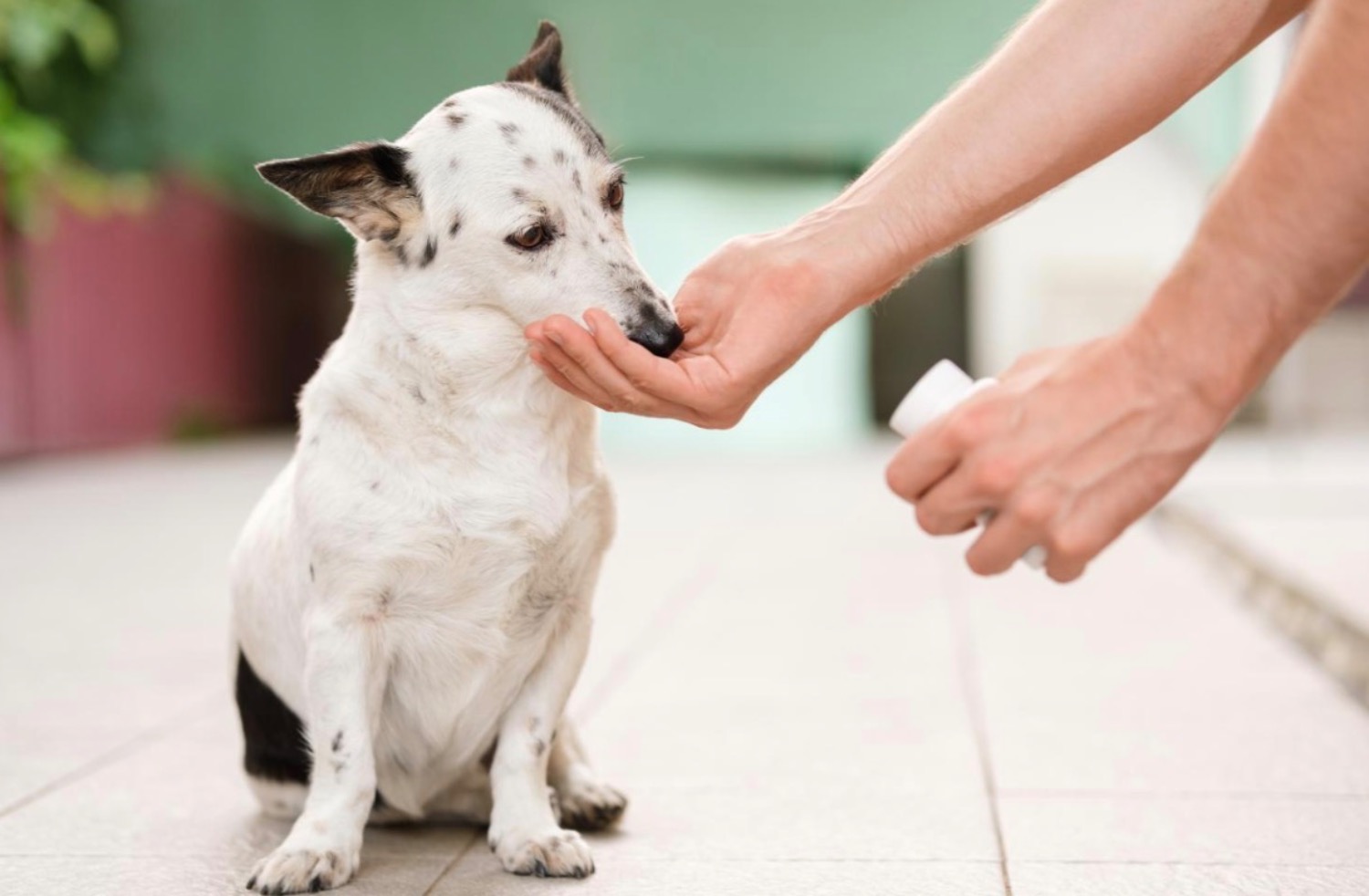 記事画像 「.ビタミン・トラップ：子犬・子猫の世話が知らぬ間に脅威に変わるのを防ぐ方法」