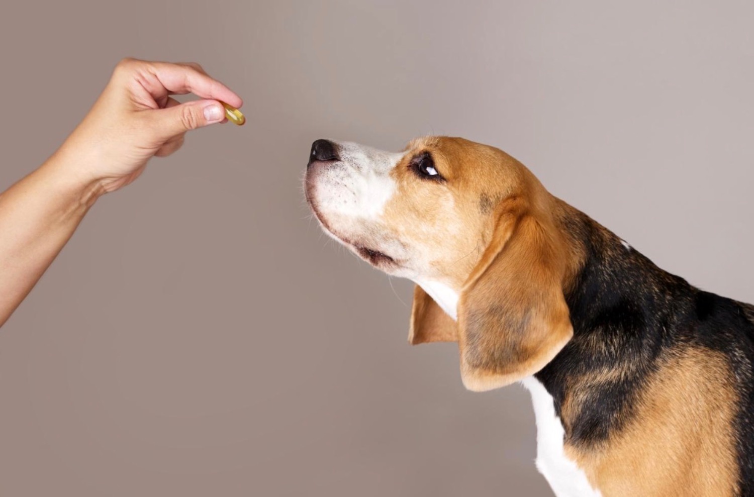 記事画像 「.捕食者の微笑み：ペットの長寿を左右する歯の健康」