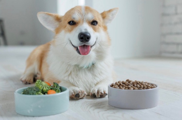 記事画像 「.ペット栄養学において優れているのは、自然食かホリスティックフードか？」