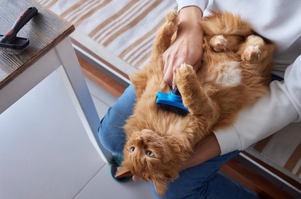 記事画像 「.去勢・避妊手術を受けた動物の栄養管理と尿路結石症予防」