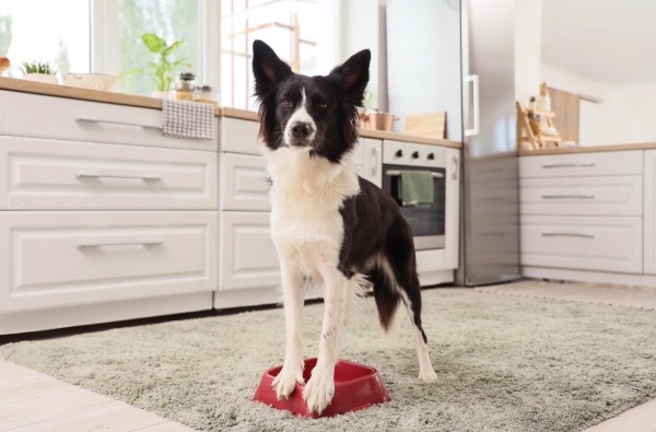 記事画像 「.ペットの健康長寿を支える給餌量の完全ガイド。」