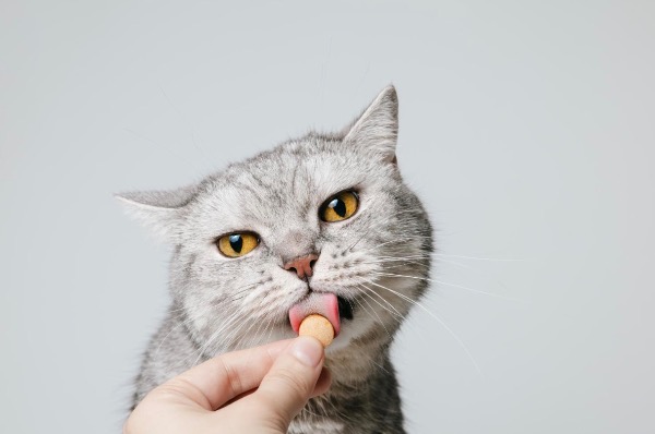 記事画像 「.柔軟性と運動機能：軟骨保護剤がペットの関節を摩耗から守る仕組み」