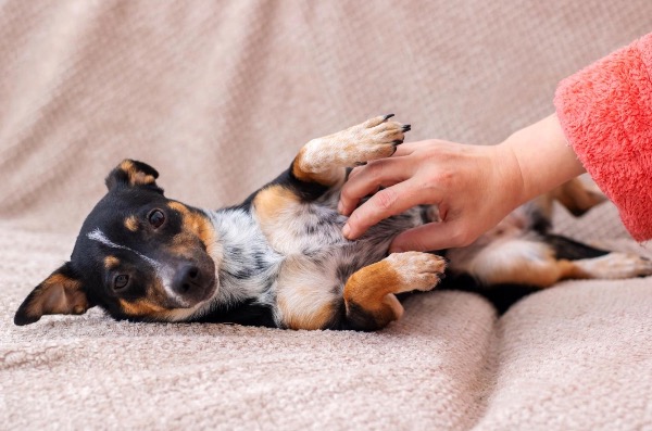 記事画像 「.プロバイオティクスとプレバイオティクスがペットの消化器を守る仕組み」