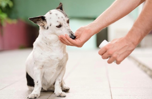 記事画像 「.ビタミン・トラップ：子犬・子猫の世話が知らぬ間に脅威に変わるのを防ぐ方法」