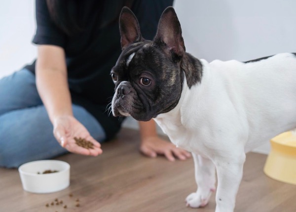 記事画像 「.皮膚の下のデジタルパスポート：犬と猫のマイクロチップについて知っておくべきすべて」