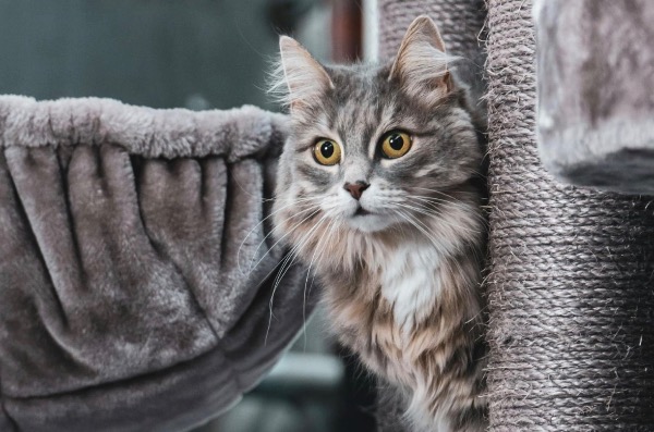 記事画像 「.猫の腎不全を認識し止める方法」