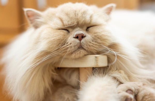 記事画像 「.なぜしっぽがかゆいの？犬と猫のアレルギー・皮膚トラブル完全ガイド」