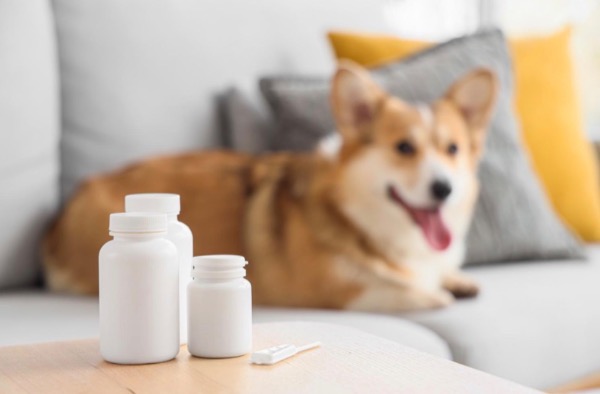 記事画像 「.ペットが薬やサプリを飲んでくれない：原因や具体的な対処法を解説」