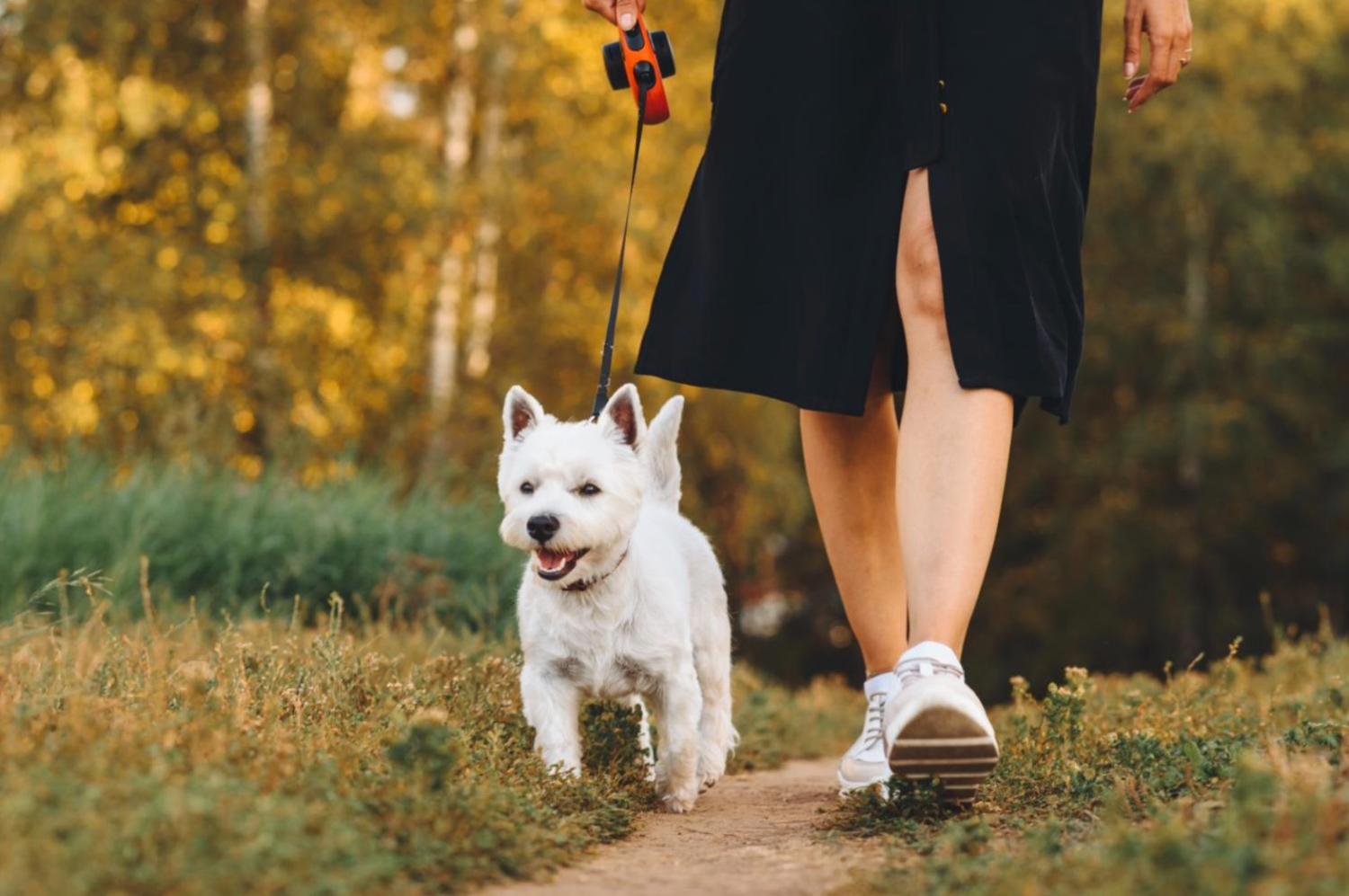 記事画像 「ペット栄養学において優れているのは、自然食かホリスティックフードか？」