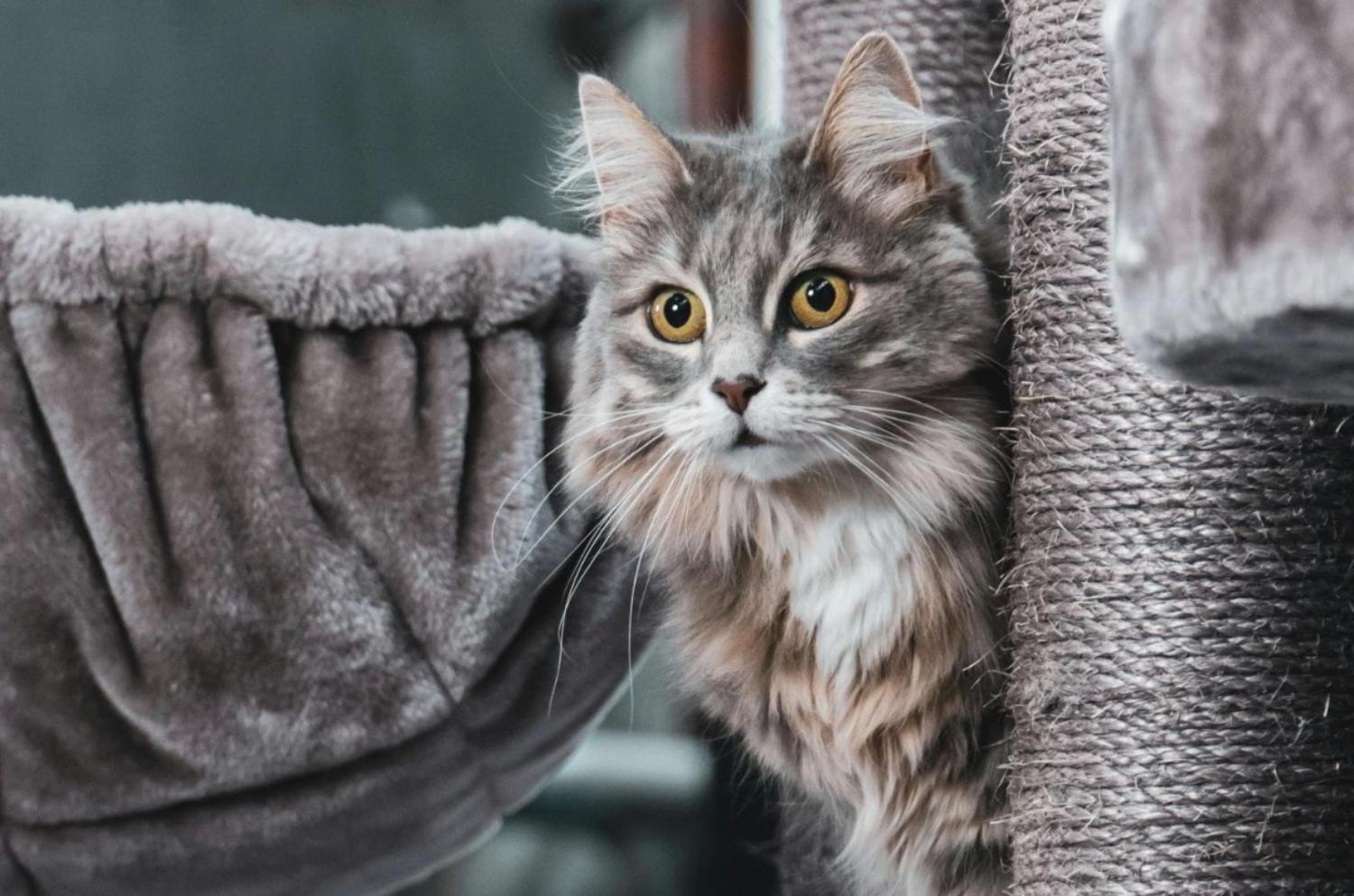 記事画像 「ペットの健康長寿を支える給餌量の完全ガイド。」