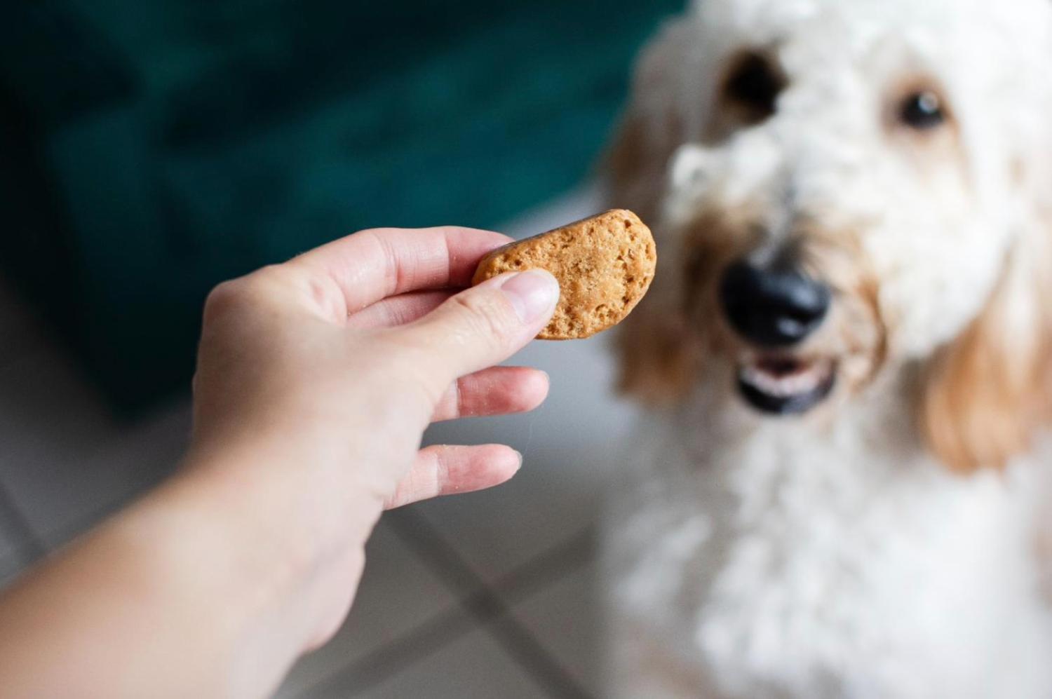 記事画像 「ペットの健康長寿を支える給餌量の完全ガイド。」