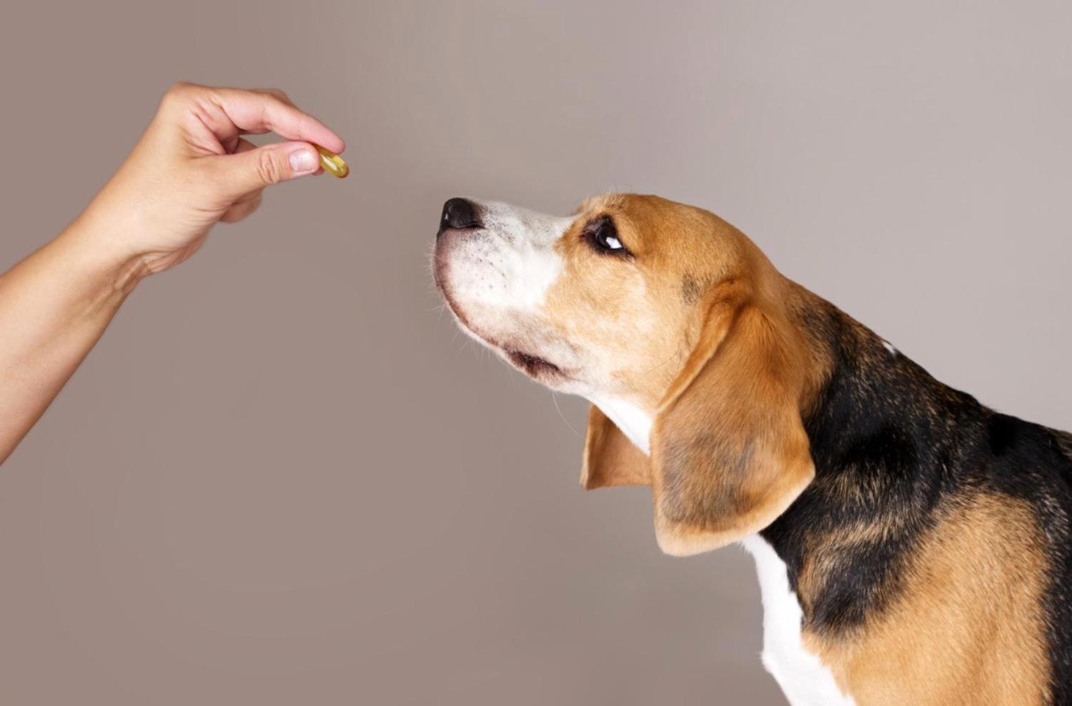 記事画像 「ペットの健康長寿を支える給餌量の完全ガイド。」