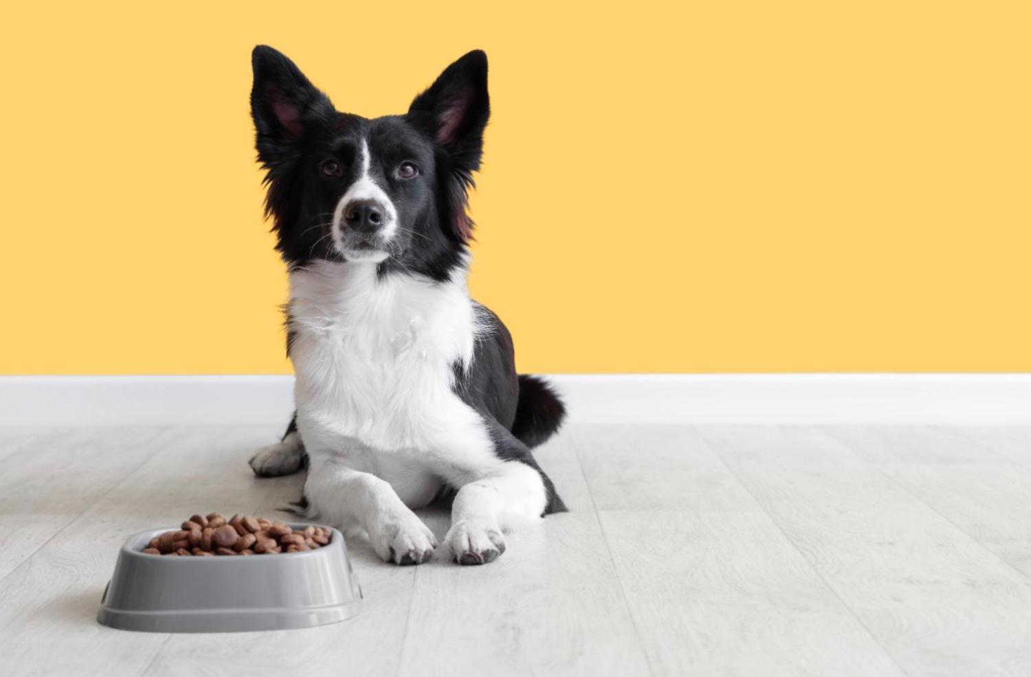 記事画像 「ペットの健康長寿を支える給餌量の完全ガイド。」