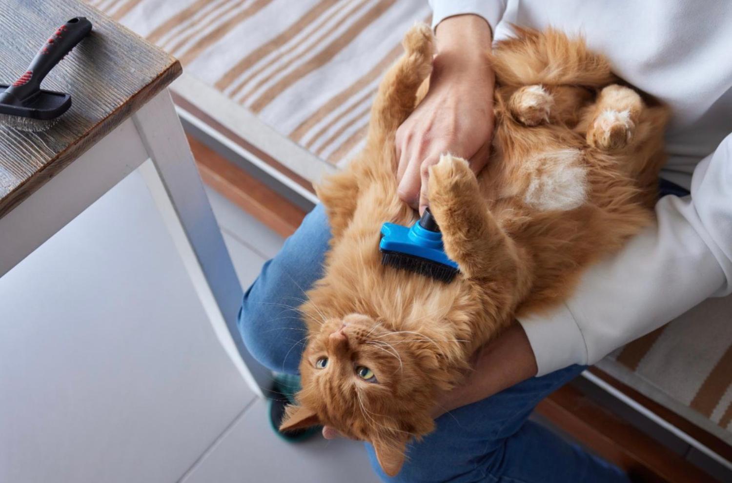 記事画像 「薬としての食事：ペットのボウルが未来を左右するリモコンである理由」