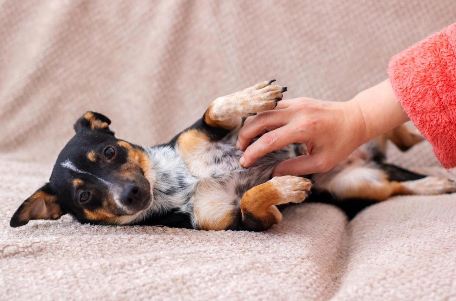 記事画像 「柔軟性と運動機能：軟骨保護剤がペットの関節を摩耗から守る仕組み」