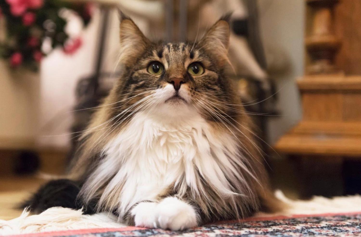 記事画像 「ビタミン・トラップ：子犬・子猫の世話が知らぬ間に脅威に変わるのを防ぐ方法」