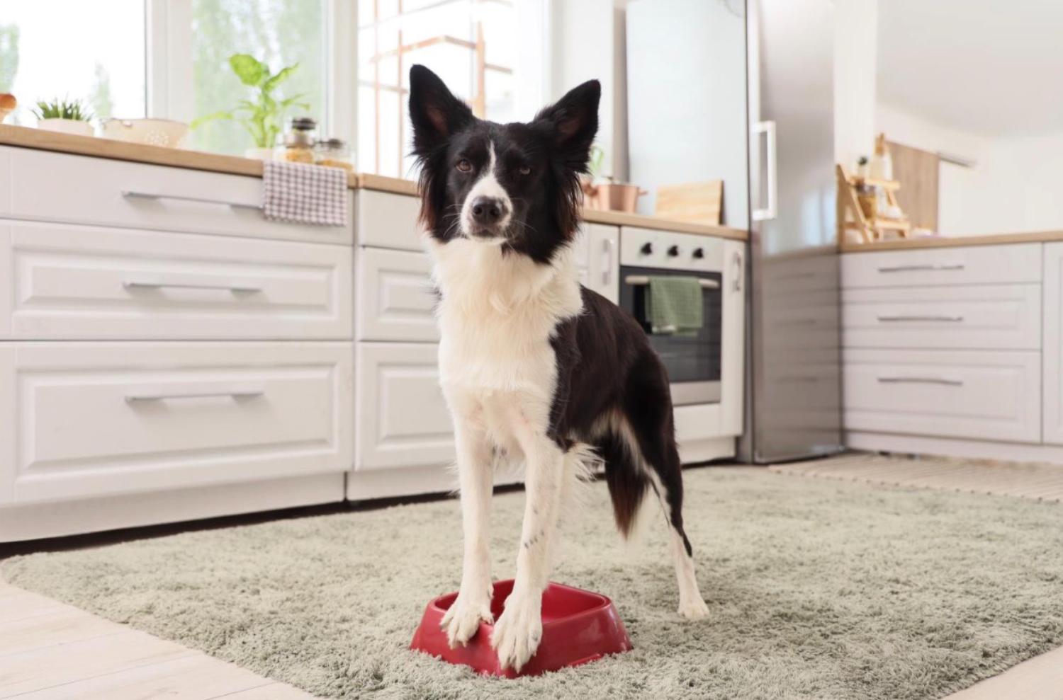 記事画像 「犬猫の糖尿病克服法」