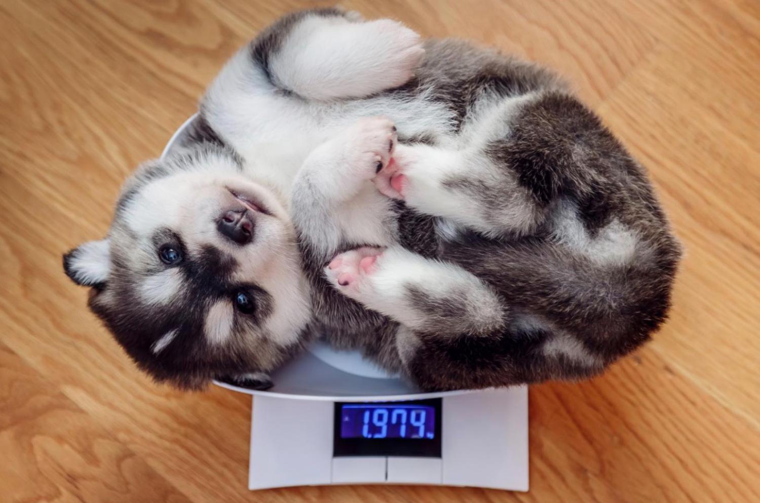 記事画像 「あなたの親友である犬の感情と知性について、科学は何を語っているのか？」