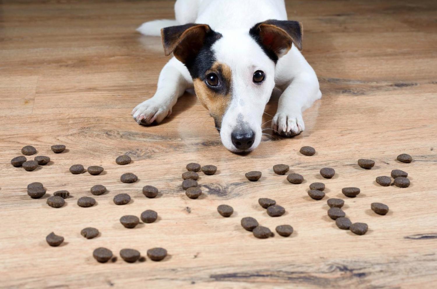 記事画像 「あなたの親友である犬の感情と知性について、科学は何を語っているのか？」