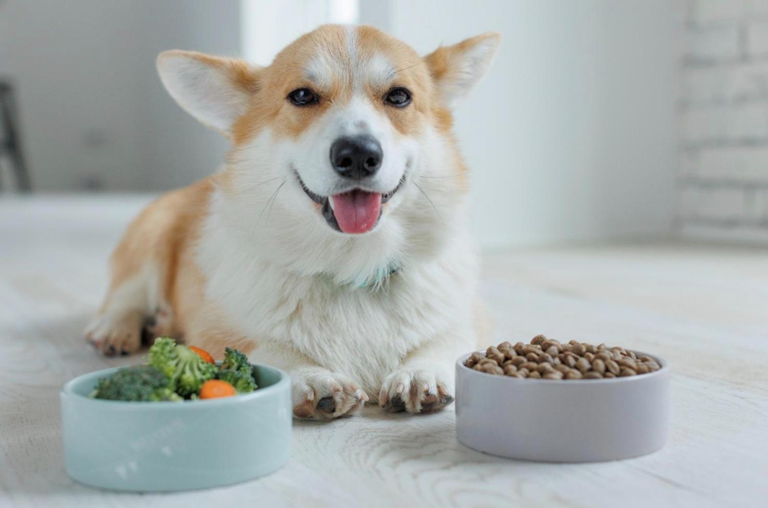 記事画像 「あなたの親友である犬の感情と知性について、科学は何を語っているのか？」