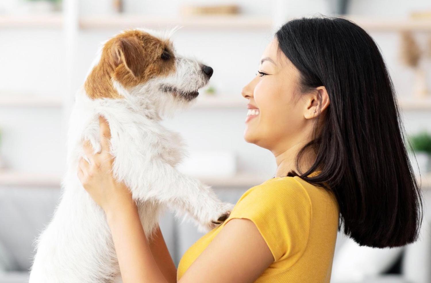 記事画像 「あなたの親友である犬の感情と知性について、科学は何を語っているのか？」