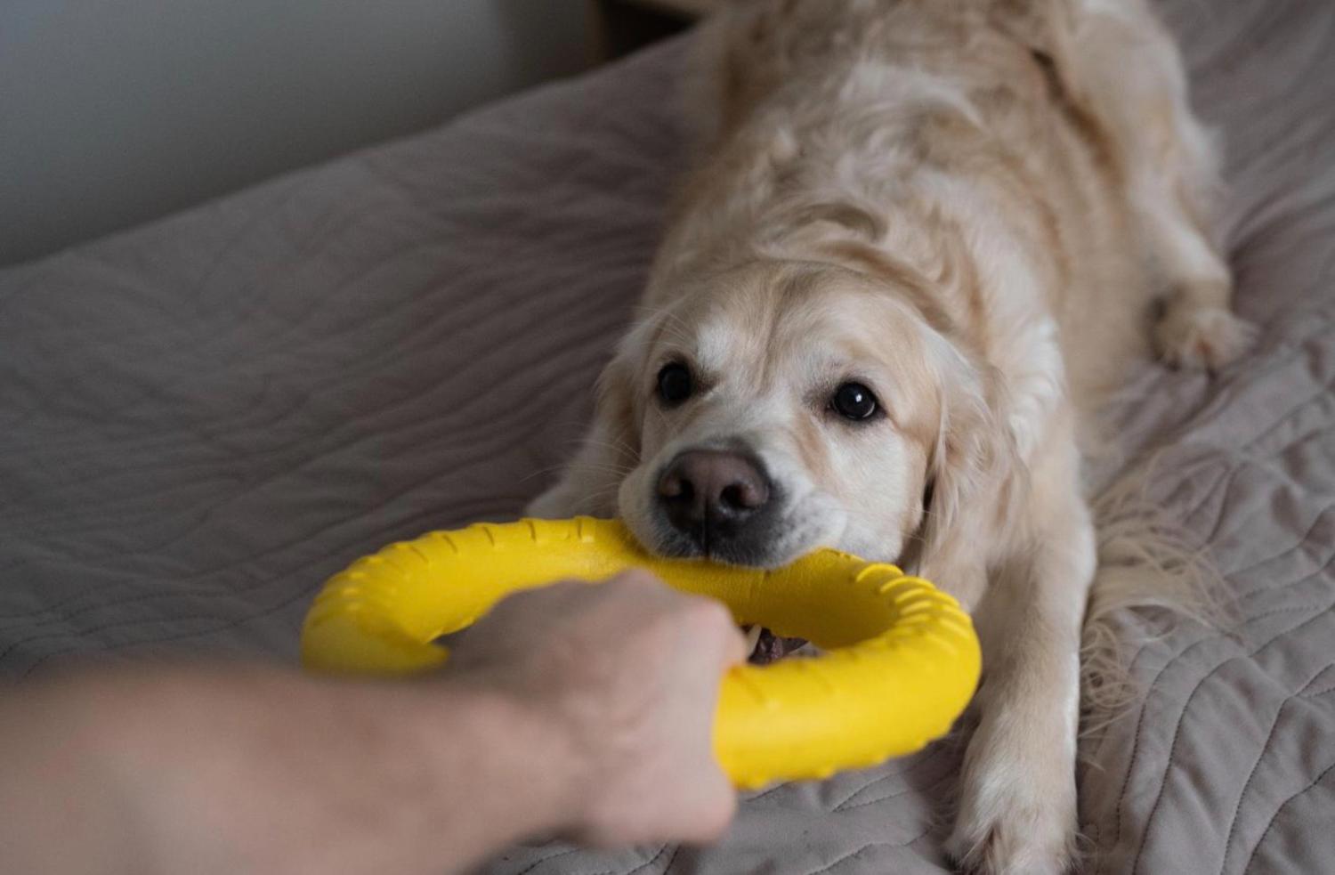 記事画像 「DNAレベルでの保護：遺伝子検査が犬種を救い、健康なペット選びを助ける方法」