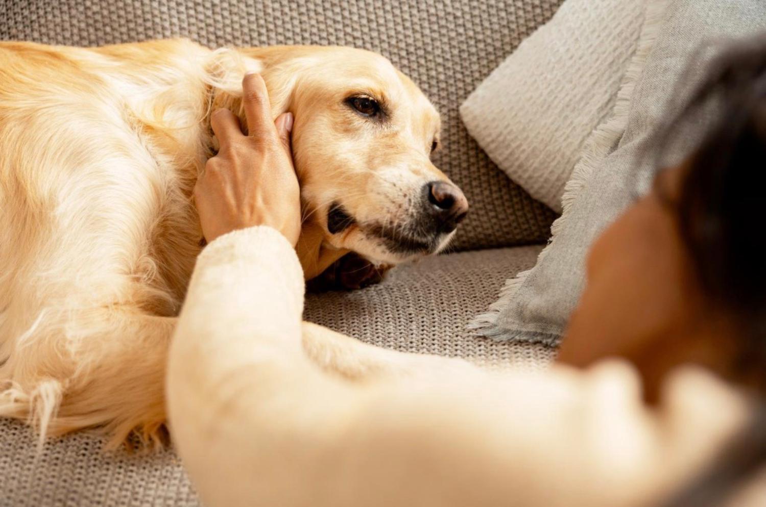 記事画像 「なぜ特定の犬種は他より長生きするのか？そして私たちはいかにして寿命を延ばせるのか？」