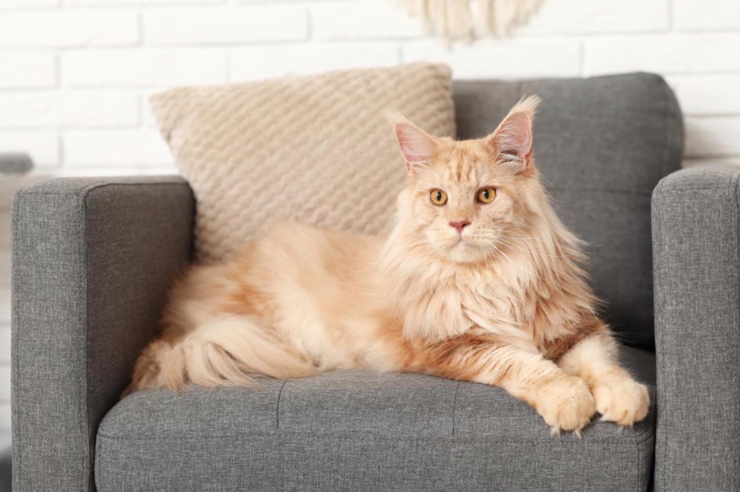 記事画像 「なぜ特定の犬種は他より長生きするのか？そして私たちはいかにして寿命を延ばせるのか？」