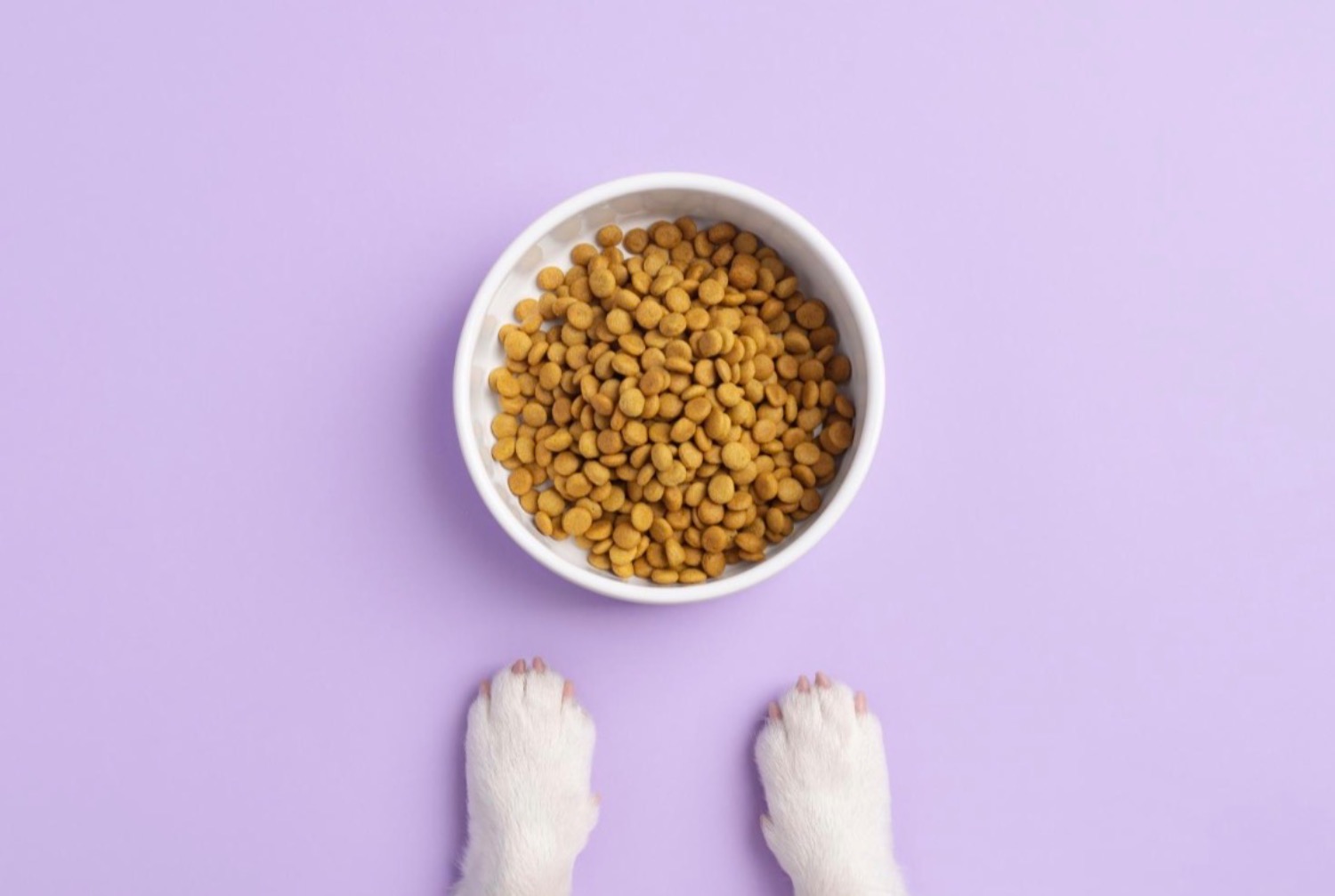 記事画像 「ドッグスポーツがペットと飼い主の人生を変える」