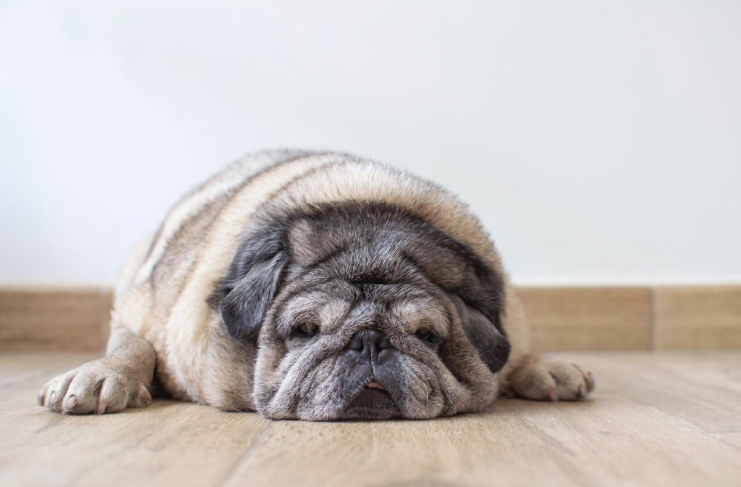 記事画像 「獣医学フォーラムやウェビナーへの参加がペットの寿命を延ばす方法」