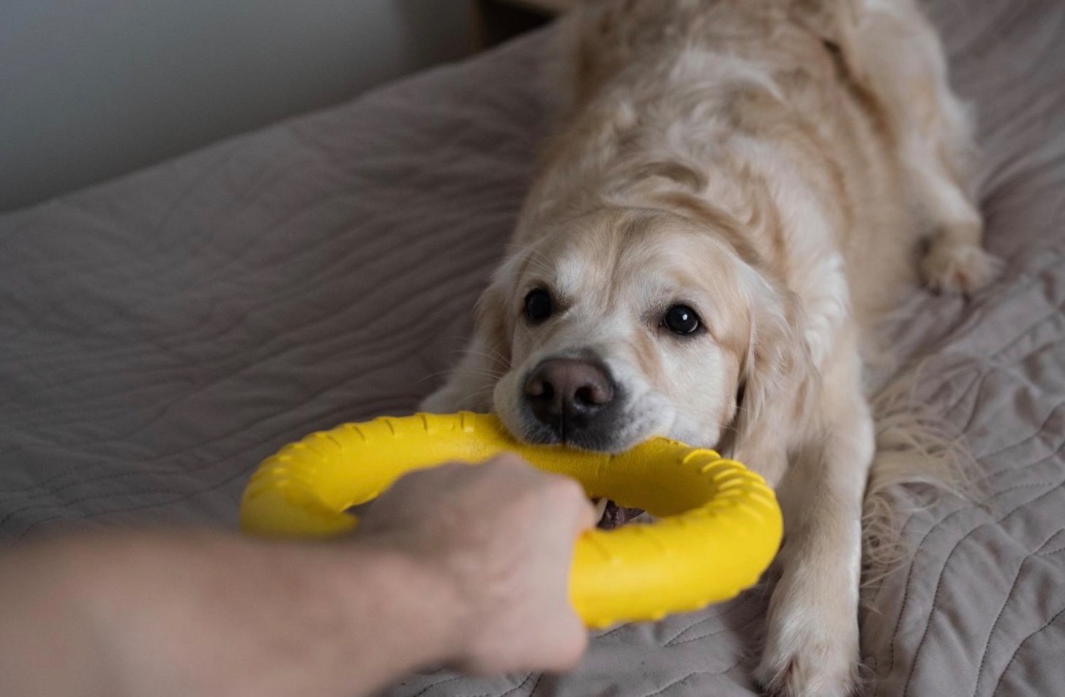 記事画像 「ダイエットが必要なワンちゃん、冬の体重管理とやさしい栄養サポート」