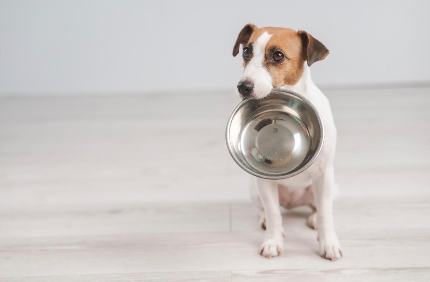 記事画像 「ダイエットが必要なワンちゃん、冬の体重管理とやさしい栄養サポート」