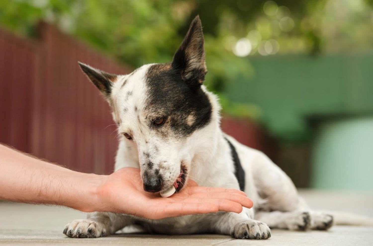 記事画像 「ペットが薬やサプリを飲んでくれない：原因や具体的な対処法を解説」