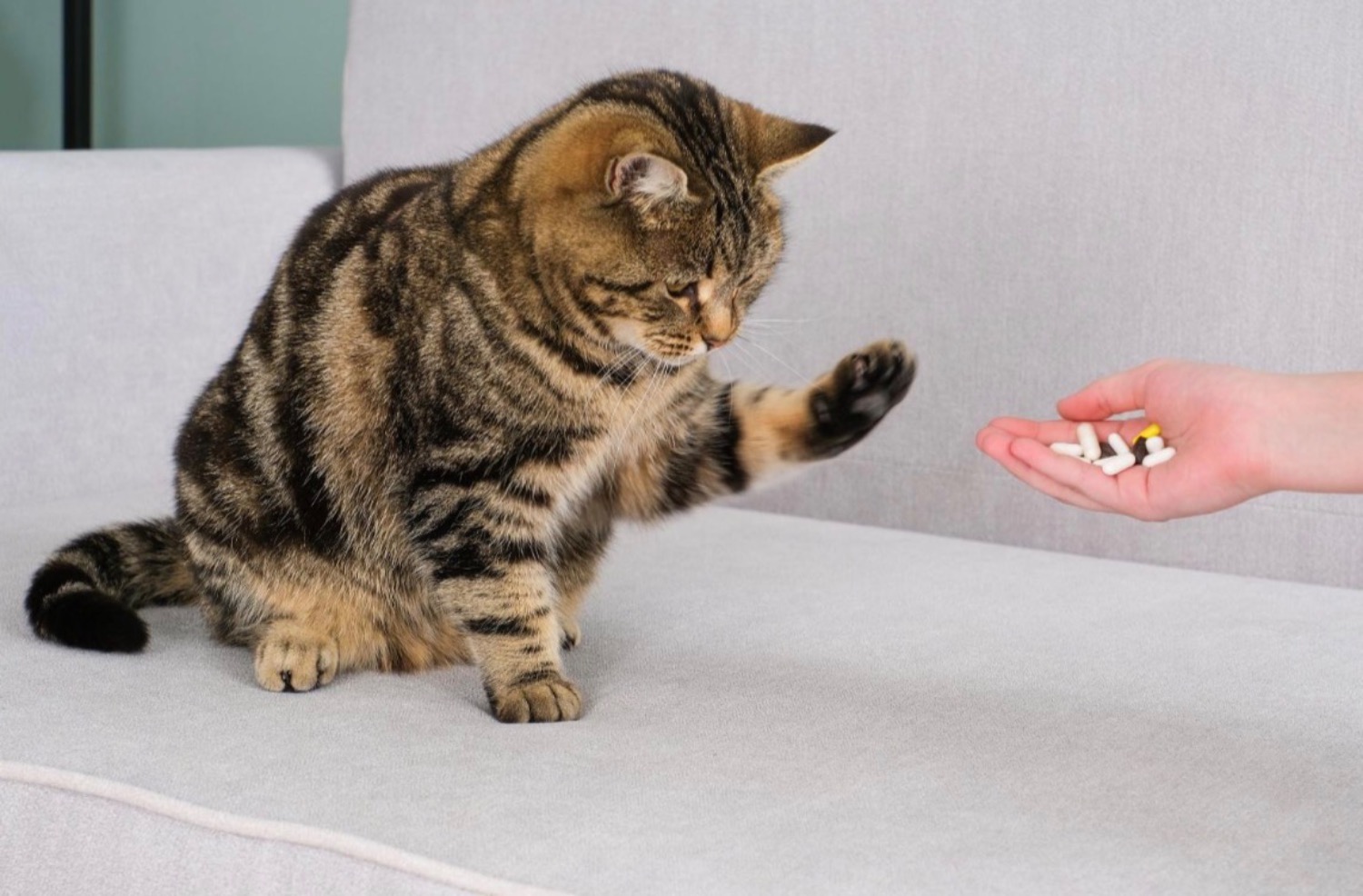 記事画像 「ペットが薬やサプリを飲んでくれない：原因や具体的な対処法を解説」